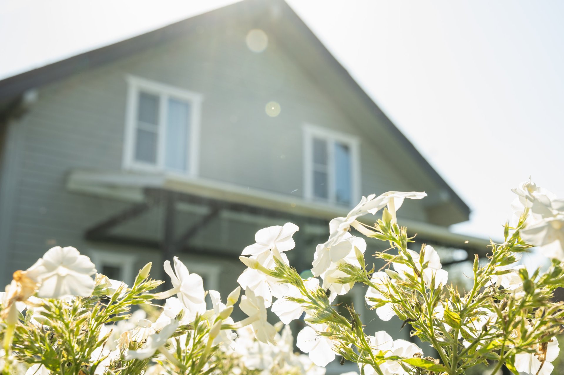 White blooming flowers in bright sunlight with modern house facade in background